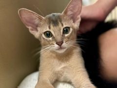 -欣宠猫屋·矮脚拿破仑·蓝金金渐层