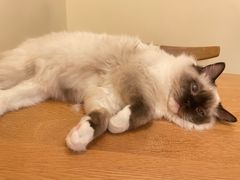 -滚猫咖啡·猫咖·猫友好撸猫(未来城店)