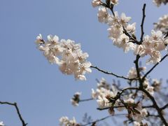 -红梅公园