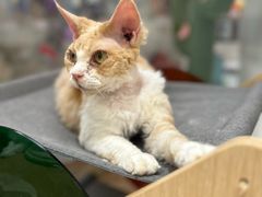 -1013 PET SHOP精品宠物商店(丁香店)