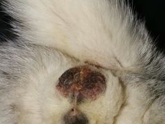 -爱诺耐芙动物医院(万博店)