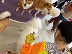 -怪兽屋·羊驼·猫咖·狗咖(俊华广场店)