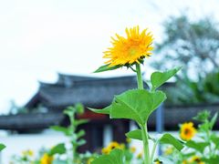 -杭州湾海上花田景区