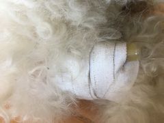 -米苏动物医院·犬猫专科·骨科外科内窥镜