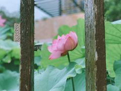 -陈家山荷花公园
