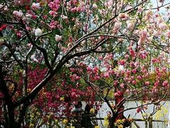 -南汇桃花村