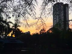 -金花茶公园