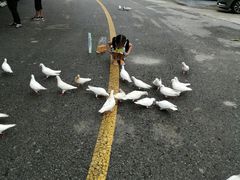 -燕塞湖鸟语林景区