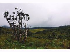 -霍顿平原国家公园