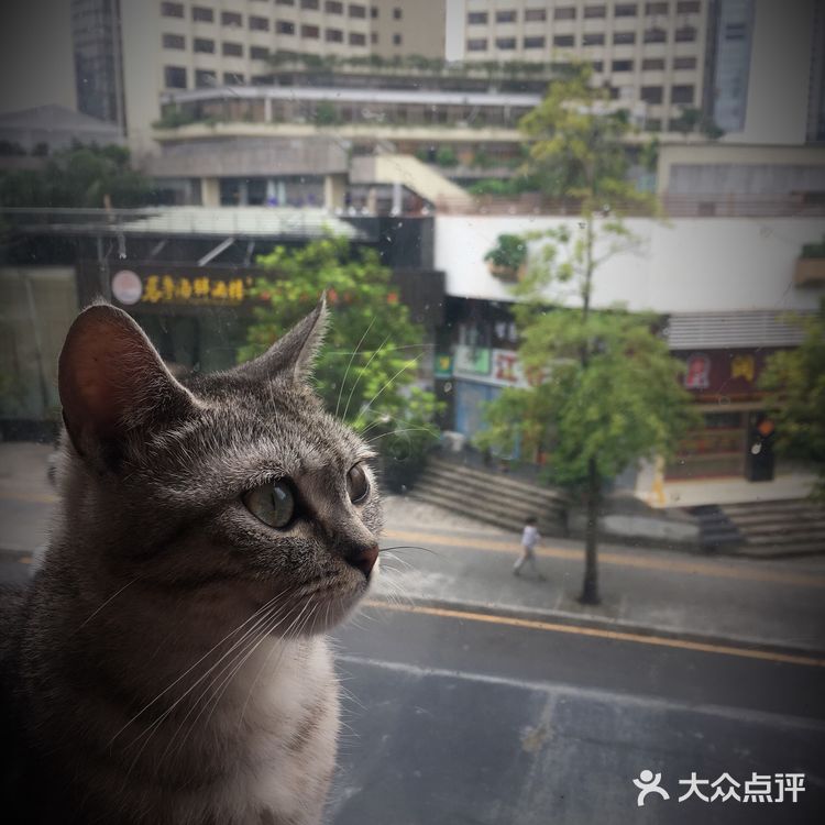 尤其是在自己忙碌一天休息的时候撸个猫解个乏