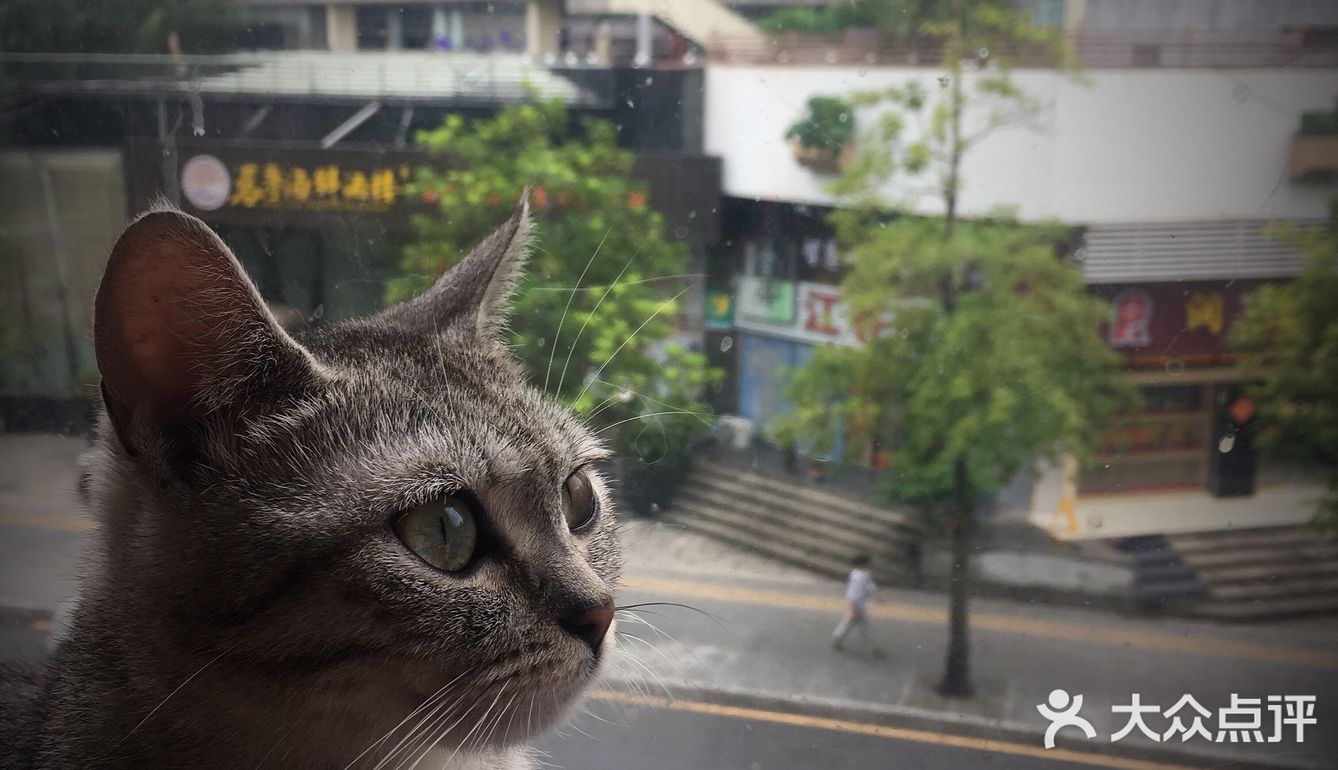 尤其是在自己忙碌一天休息的时候撸个猫解个乏