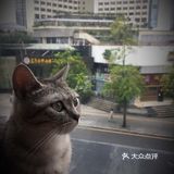 尤其是在自己忙碌一天休息的时候撸个猫解个乏