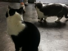 -喵屿·大理花园猫咖