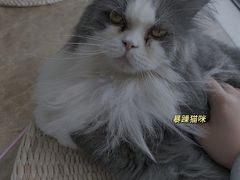 -Catmate·猫肥家润(金润铂宫店)