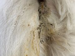 -佳雯宠物医院(金华南路分院)