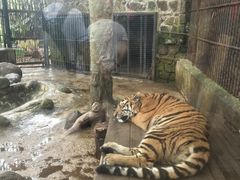 -海南热带野生动植物园