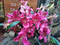 -园林美食城·本土农家菜(杨和镇店)