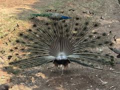 -深圳野生动物园