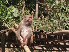 -西双版纳原始森林公园