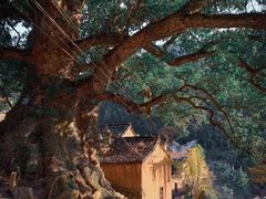 -杨家堂村