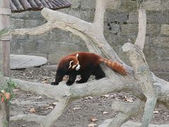 -上海野生动物园