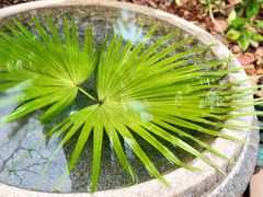 -三亚珠江南田温泉度假区