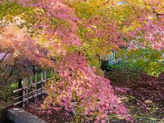 -醍醐寺