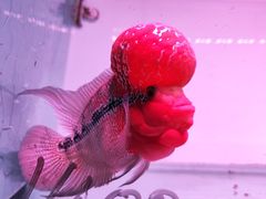 -中环花鸟鱼虫市场