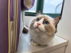 -瑞派·关忠动物医院·猫专科·犬专科(三环新城店)