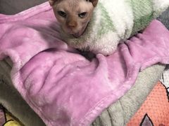 -可蒙动物医院·猫科·骨科中心(首义路店)