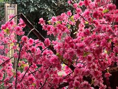 -南国桃园旅游度假区