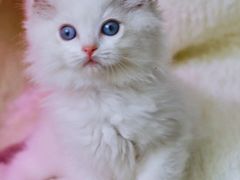 -Bastet sally猫舍购宠(静安店)