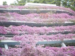 -深圳仙湖植物园