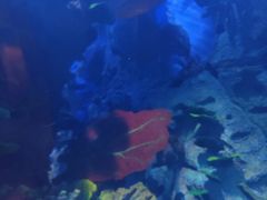 -迪拜帆船酒店海底餐厅