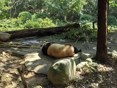 -都江堰中华大熊猫苑