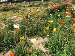 -汉长安城未央宫国家考古遗址公园