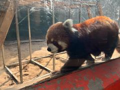 -五龙山野生动物王国
