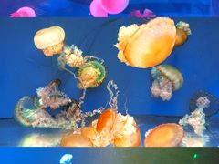 -南昌融创海世界