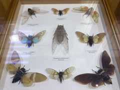 -上海大自然野生昆虫馆(东方明珠·爬宠昆虫探索中心)