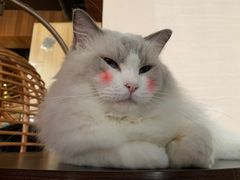 -蓝鲸·缅因猫舍