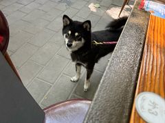 -ALAMEEN阿拉伯餐厅(三里屯店)