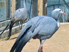 -盐城丹顶鹤湿地生态旅游区