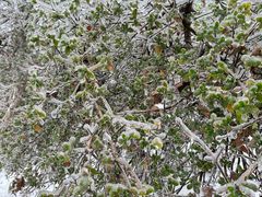 -庐山风景区花径公园