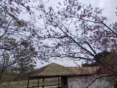 -天适樱花悠乐园