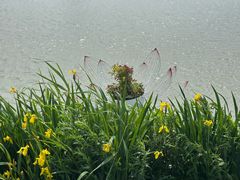 -荷兰花海