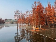 -白鹭湾湿地公园