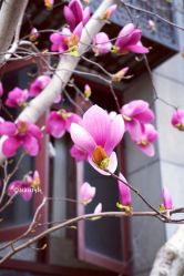 -北京大学第一医院妇产儿童医院