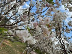 -天适樱花悠乐园