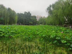 -莲湖公园