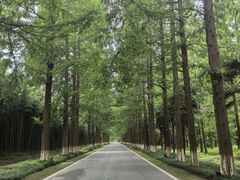 -黄海国家森林公园